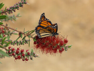 Closeup of monarch butterfly on flower, Hamilton zoo, New Zealand