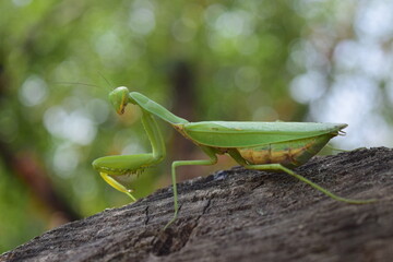 mantis