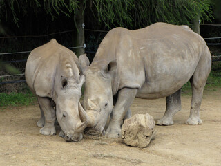 White Rhinoceros eating at Hamilton zoo New Zealand