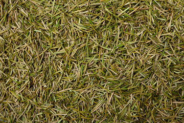 Cleaning after Christmas. Pile of fallen needles from a natural Christmas tree, close-up. Eco Product for recycling and reuse