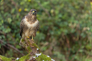 Common buzzard, Buteo buteo