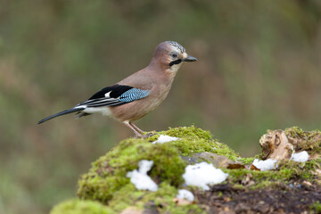 Jay, Garrulus glandarius