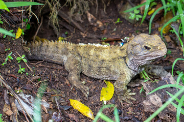 Tuatara (Sphenodon punctatus), a native endemic species of reptile in New Zealand, taken in Zealandia