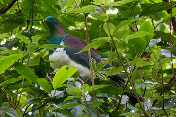A Native New Zealand Kererū (wood pigeon) perched on a branch in Zealandia, Hemiphaga novaeseelandiae