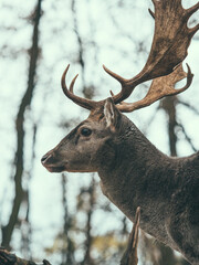 deer in the woods