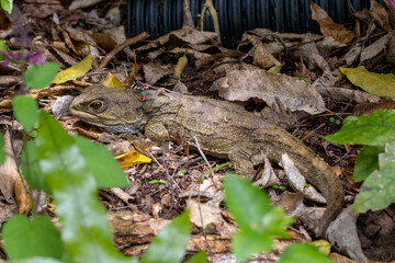 Obraz premium Tuatara (Sphenodon punctatus), a native endemic species of reptile in New Zealand, taken in Zealandia