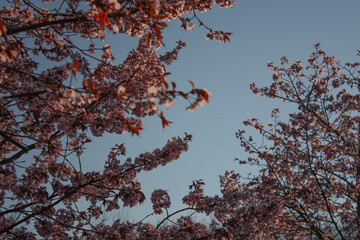 Cherry Blossom in Spring