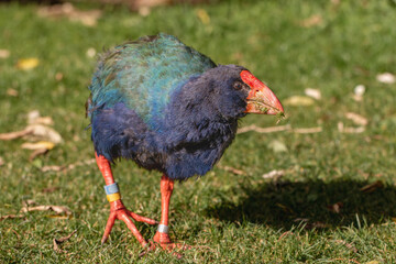 Takahe (Porphyrio hochstetteri), a colourful native endemic new zealand flightless bird, taken in Zealandia