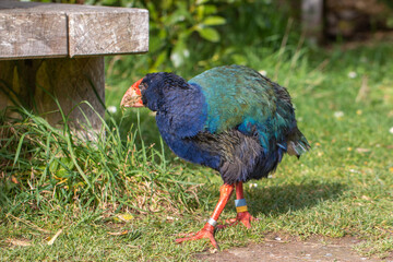 Takahe (Porphyrio hochstetteri), a colourful native endemic new zealand flightless bird, taken in Zealandia