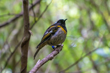Hihi / stitchbird (Notiomystis cincta), A rare bird Endemic to New Zealand