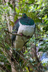 A Native New Zealand Kererū (wood pigeon) perched on a branch in Zealandia, Hemiphaga novaeseelandiae