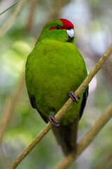 A red crowned parakeets (Kākāriki) Perched on a branch in Zealandia, Wellington, New Zealand