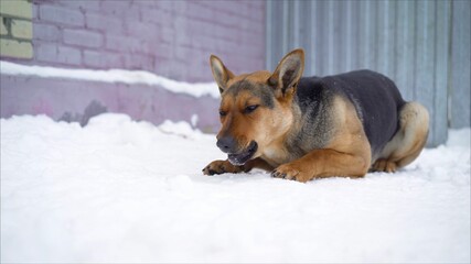 Eating Snow Dog German Shepherd. German shepherd eats in the winter in the yard. German Shepherd Dog