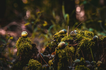 acorn lies on the moss of the autumn forest