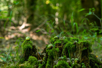 acorn lies on the moss of the autumn forest