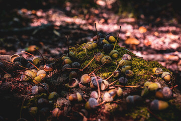 acorn lies on the moss of the autumn forest