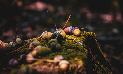 acorn lies on the moss of the autumn forest