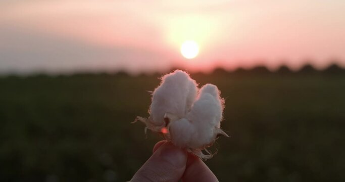 Male hand holding cotton flower against sunset and cotton field, agriculture concept.