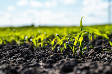 Growing young green corn seedling sprouts in cultivated agricultural farm field, shallow depth of field. Agricultural scene with corn's sprouts in earth closeup.