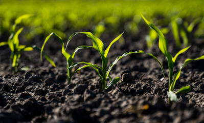 Fresh green sprouts of maize in spring on the field, soft focus. Growing young green corn seedling sprouts in cultivated agricultural farm field. Agricultural scene with corn's sprouts in soil.