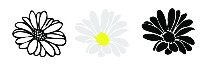 Daisy flower head , hand drawn illustation , isolate on white backgrond
