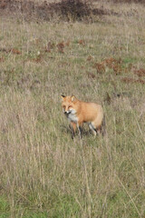 Fototapeta premium red fox cub