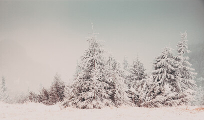 Christmas background with snowy fir trees in the mountains