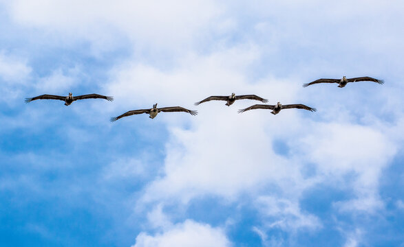 Five pelicans flying inline with a blue sky and white clouds.
