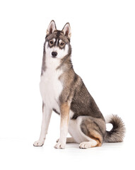 Portrait of a 6 month old Siberian Husky