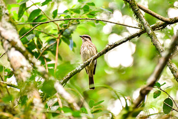 Young Bird Streaked Flycatcher in nature in Brazil