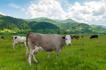 Fototapeta na wymiar a beautiful cow on a pasture in the high mountains of a warm spring day on the background of birches