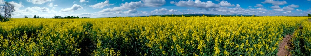 Panorama of yellow rapeseed valley. The mountains and the beautiful spring sky in the background