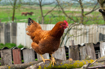 Domestic chickens in the fresh air. Rural circumstances.