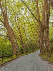Typical rocky road surrounded with big green trees forest during summer in azores island, açores, portugal