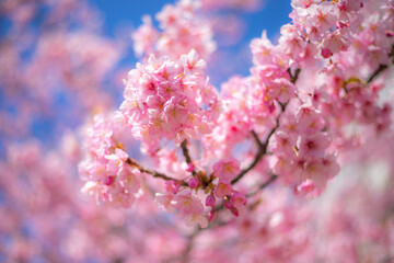 東京都　旧中川の河津桜　