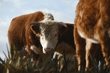 Horned bull looking at camera from Hereford beef cattle herd on ranch in shallow depth of field.