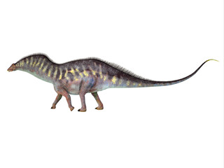 Amargasaurus Herbivore Dinosaur - Amargasaurus was a herbivorous sauropod dinosaur that lived in Argentina during the Cretaceous Period.