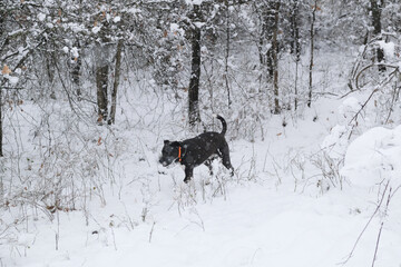 Pet dog outdoors walking through winter snow in shallow depth of field.