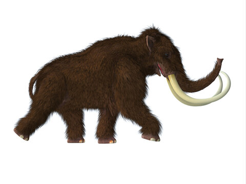 Woolly Mammoth Male - The Woolly Mammoth was a herbivorous mammal that lived in the Pliocene and Pleistocene periods of Asia; Siberia and North America.