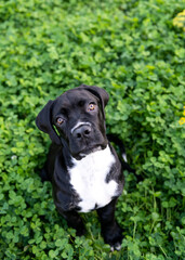 Black Cane Corso Puppy Enjoying Garden