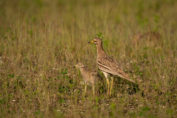 The stone-curlew (Burhinus oedicnemus)