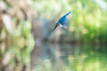 The common kingfisher (Alcedo atthis) in flight