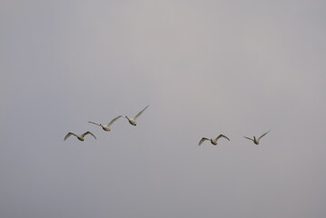 Swans in Uwasakigata, 28/11/2021