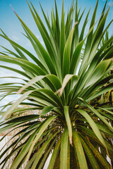 Obraz na płótnie Canvas Irish Palm Tree