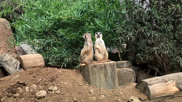 4K HD video zooming in on two meerkats sitting on a log standing watch looking around for danger. Green bushes in background.
