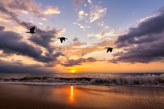 Sunset Ocean Birds Flying