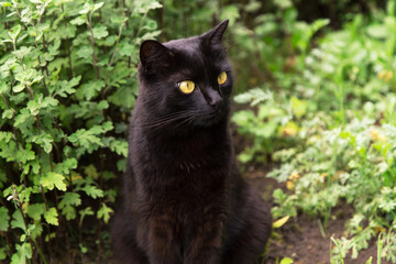 Naklejka na ściany i meble Beautiful black cat portrait with yellow eyes and attentive look in summer garden in green grass and plants close up 