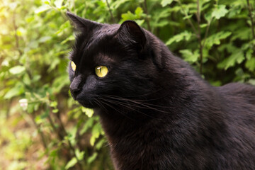 Beautiful bombay black cat portrait in profile with yellow eyes close up in sunlight
