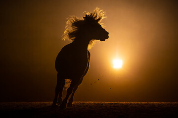 Silhouette d& 39 un cheval Haflinger courant avec des crinières ondulantes dans une atmosphère de fumée orange rayonnante. Une lampe lumineuse éclaire le fond derrière le cheval