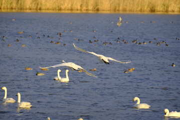 Swans in Uwasekigata, 28/11/2021C